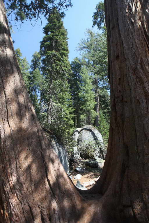 Sequoia NP